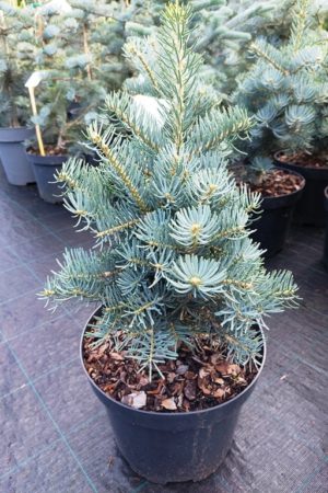 Abies concolor 'Compacta'