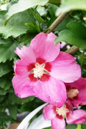 Hibiscus  syriacus 'Woodbridge'