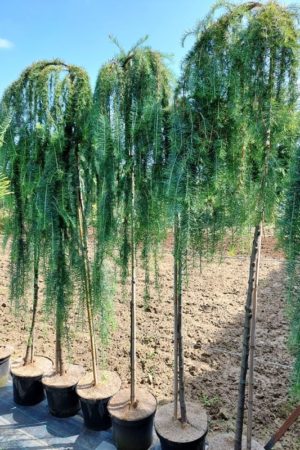 Larix kaempferi 'Stiff Weeper'