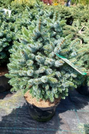 Picea sitchensis 'Tenas'