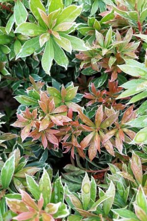 Pieris japonica 'Little Heath'