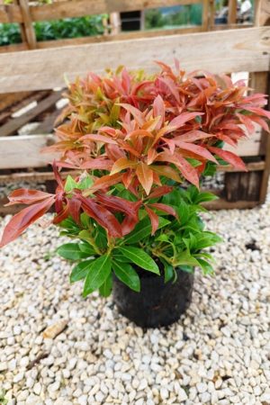 Pieris japonica 'Mountain Fire'