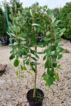 Salix caprea 'Kilmarnock'