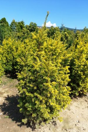 Taxus baccata 'Semperaurea'
