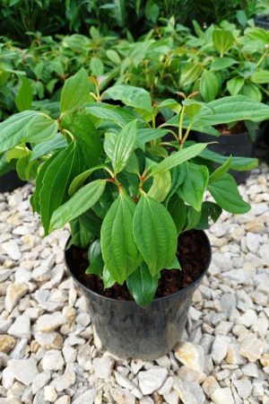 Viburnum davidii