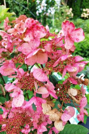 Hydrangea paniculata 'Wim's Red'