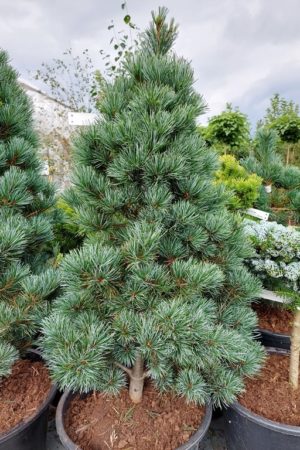 Pinus parviflora 'Negishi'