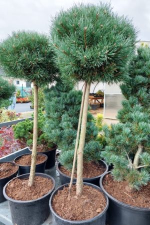 Pinus sylvestris 'Martham'