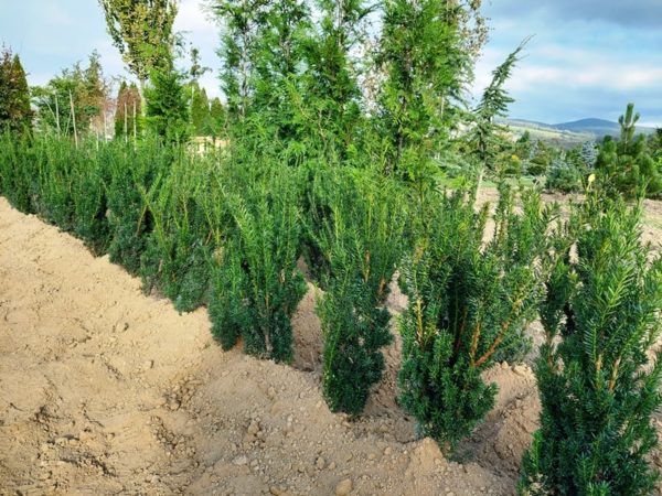 Taxus x media 'Hillii' - Image 3