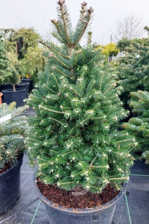 Abies koreana x Diskus