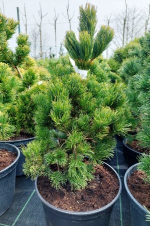 Pinus parviflora 'Chikuza-goten'