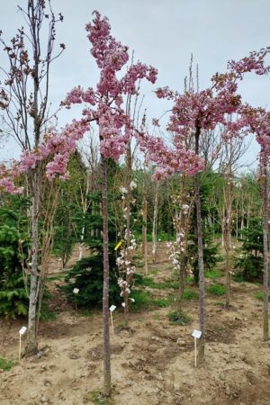 Prunus serrulata 'Kiku-Shidare-zakura'