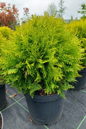 Thuja occidentalis 'Mirjam'