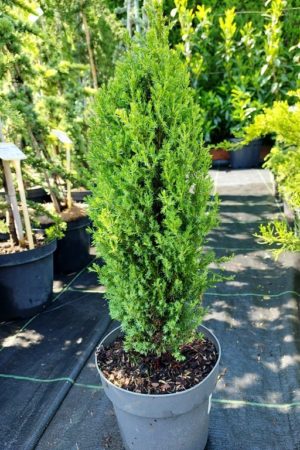 Juniperus communis 'Compressa'