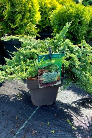 Juniperus horizontalis 'Blue Chip'