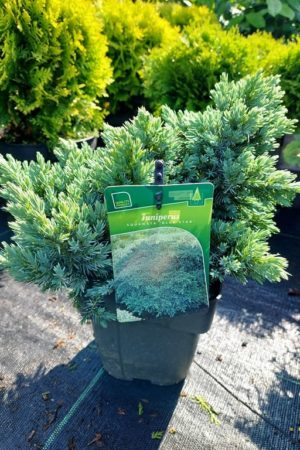 Juniperus squamata 'Blue Star'