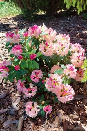 Rhododendron yakushimanum 'Percy Wiseman'