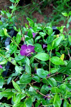 Vinca minor 'Atropurpurea'