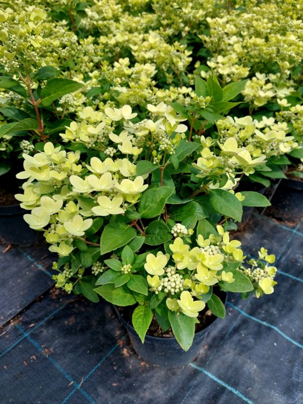 Hydrangea paniculata 'Polestar' - Image 3