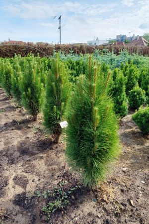 Pinus nigra 'Zimmer'