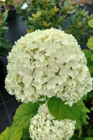 Hydrangea arborescens 'Anabelle'
