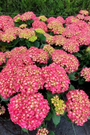 Hydrangea macrophylla (sorty)