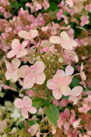 Hydrangea paniculata 'Polestar'