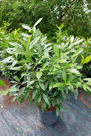 Prunus laurocerasus 'Herbergii'