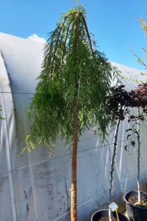 Taxodium distichum 'Cascade Falls'