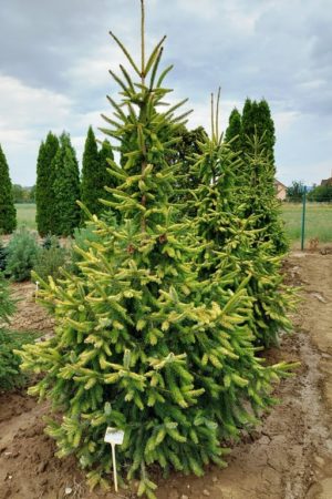 Picea omorika 'Aurea'
