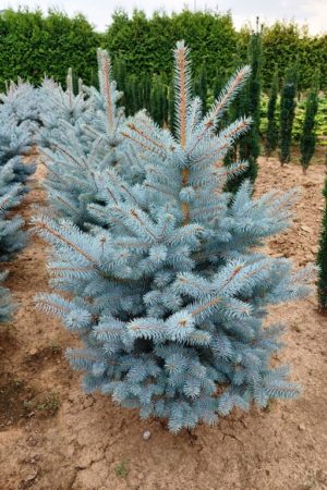 Picea pungens 'Blue Diamond'