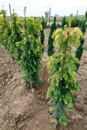 Taxus baccata 'Dovastonii Aurea'