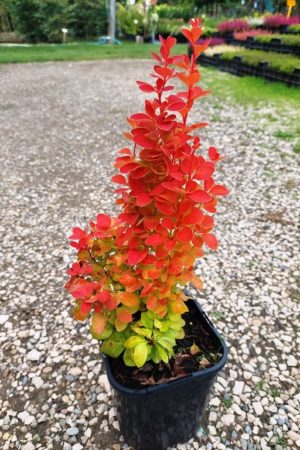 Berberis thunbergii 'Orange Ice'