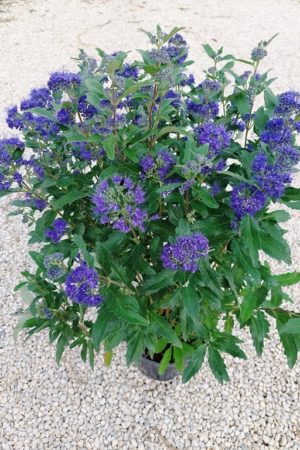 Caryopteris x clandonensis  'Grand  Blue'