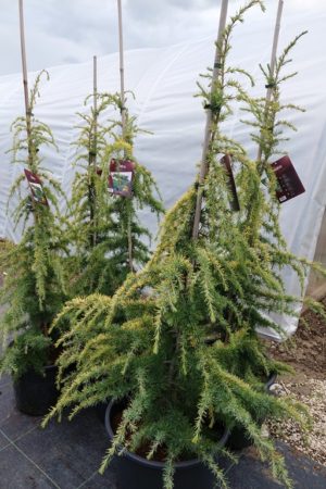 Cedrus deodara 'Vink's Golden'