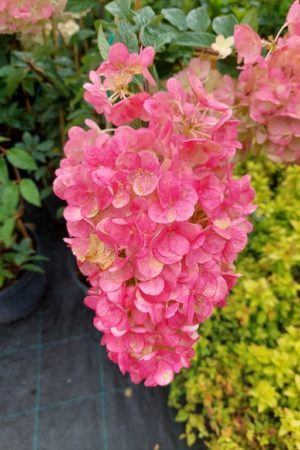 Hydrangea paniculata 'Sundae Fraise'
