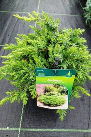 Juniperus conferta 'Schlager'