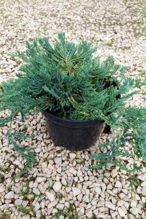 Juniperus horizontalis 'Wiltonii'
