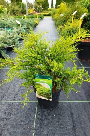 Juniperus x media 'Old Gold'