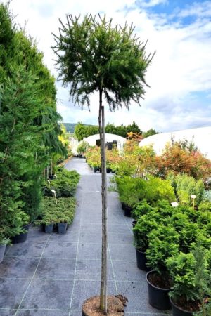 Larix decidua 'Kornik'