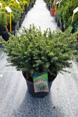 Picea omorika 'Karel'