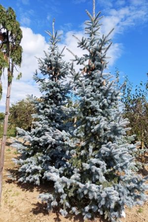 Picea pungens 'Hoopsii'