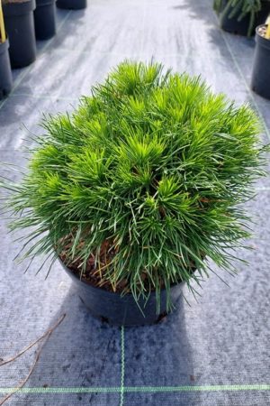 Pinus mugo 'Varella'
