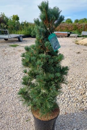 Pinus parviflora 'Blue Giant'