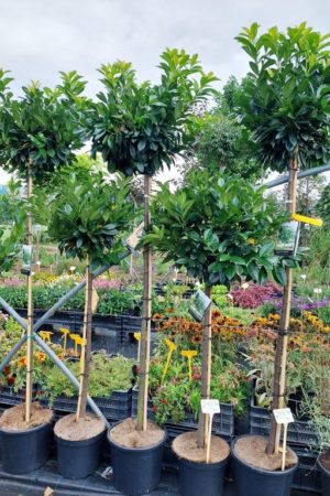 Prunus laurocerasus 'Kleopatra'