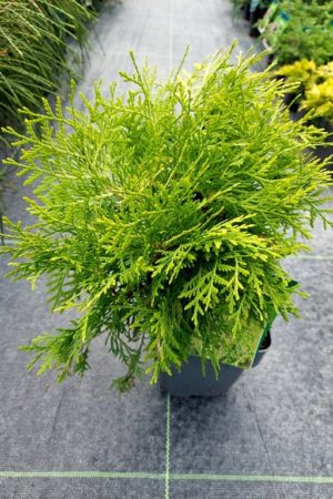 Thuja occidentalis 'Danica Aurea'
