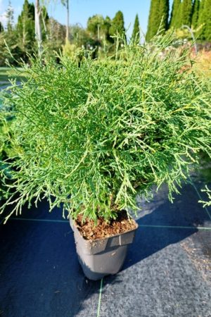 Thuja occidentalis 'Mr. Bowling Ball'