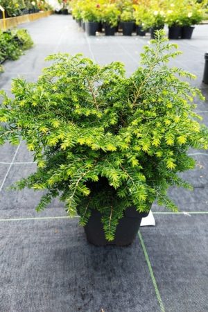 Tsuga canadensis 'Green Globe'
