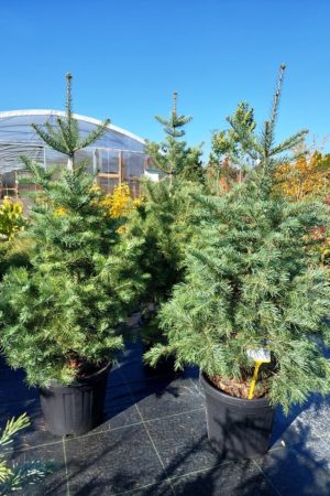 Abies concolor