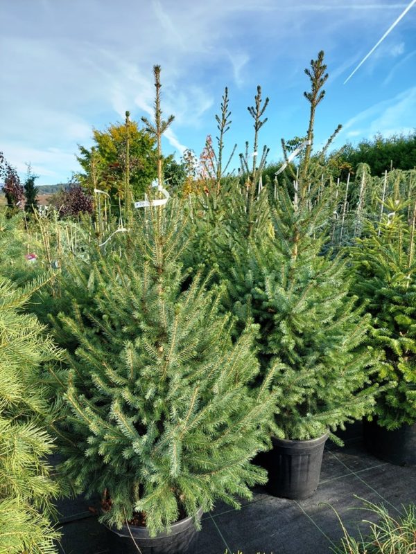 Picea omorika - Image 3